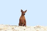 PINSCHER NAIN 048